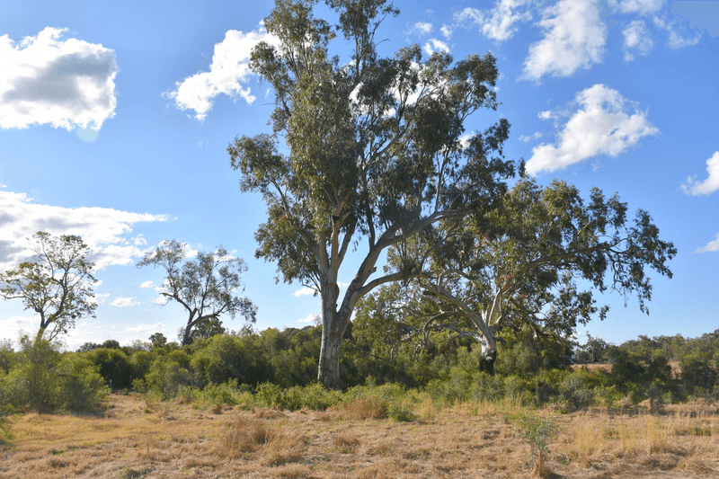 7 Jackson Grove, MOREE, NSW 2400