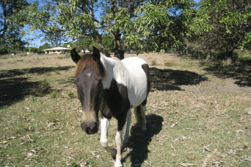 614 Kilrie  Road, Jarvisfield, QLD 4807