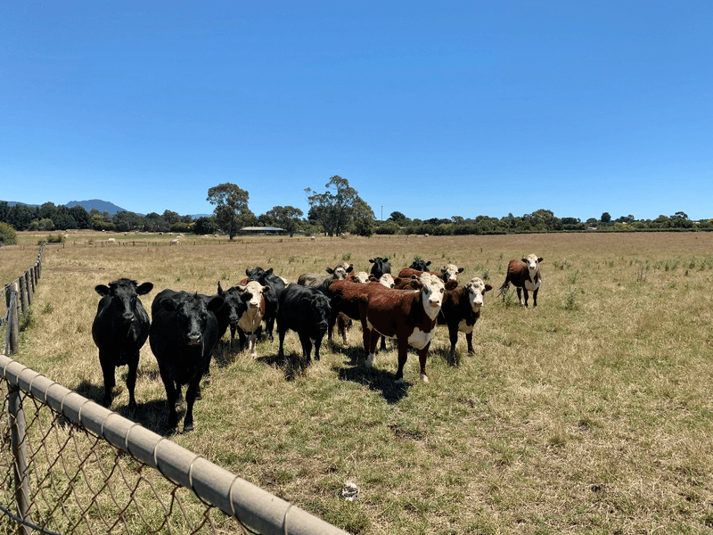 2829 Meander Valley Road, WESTBURY, TAS 7303