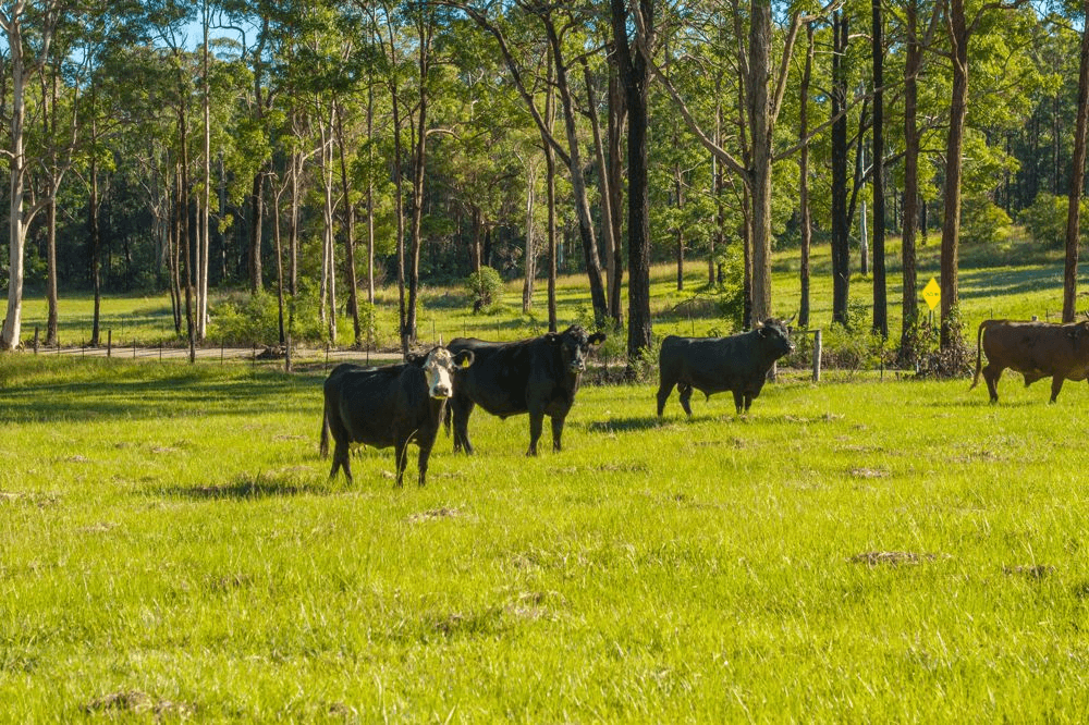91 Haydons Wharf Road, TELEGRAPH POINT, NSW 2441