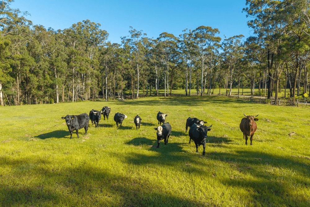 91 Haydons Wharf Road, TELEGRAPH POINT, NSW 2441