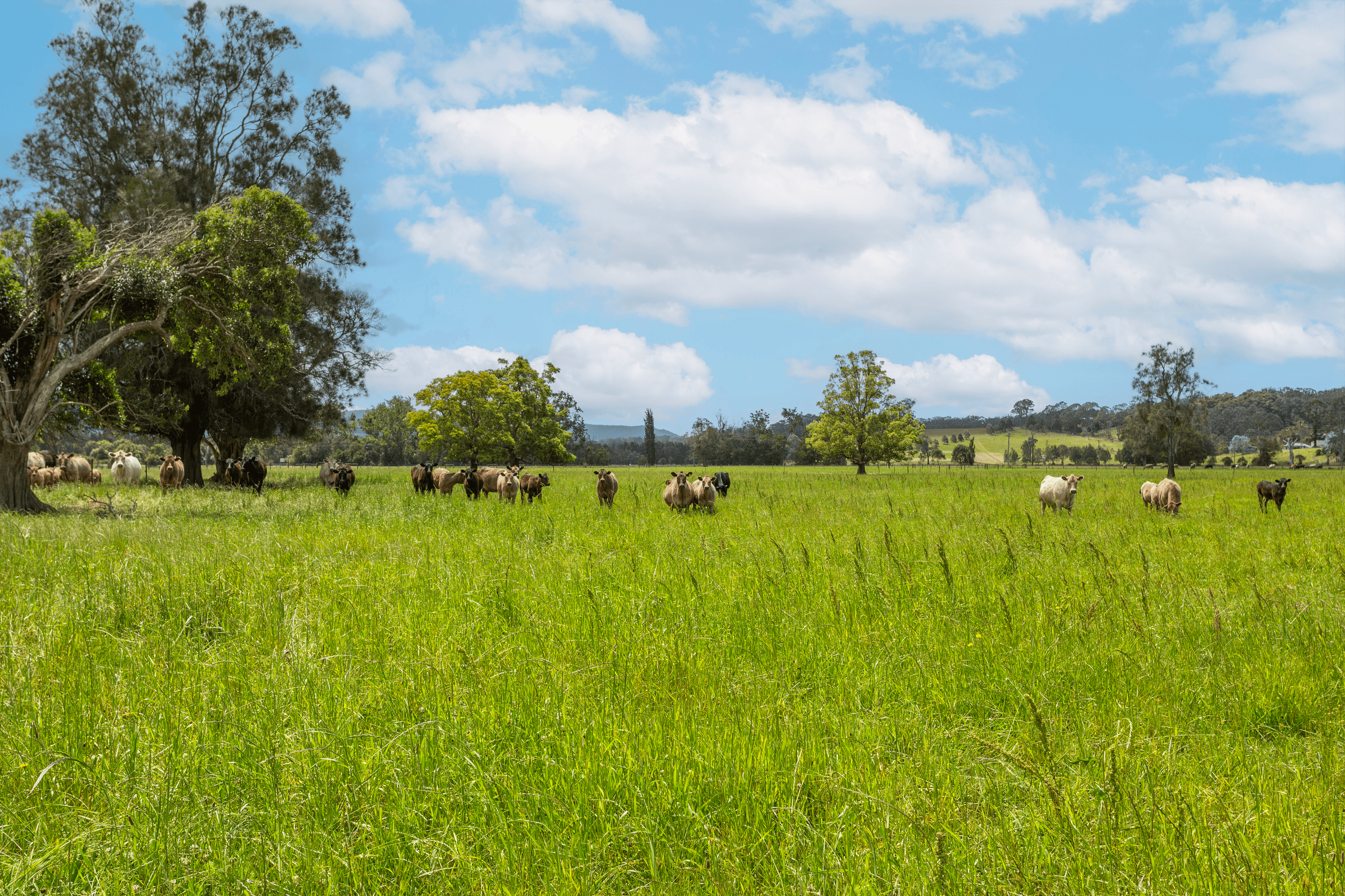 639E coolangatta road, BERRY, NSW 2535