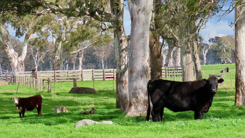 3897 Casterton Penola Road, Penola, SA 5277