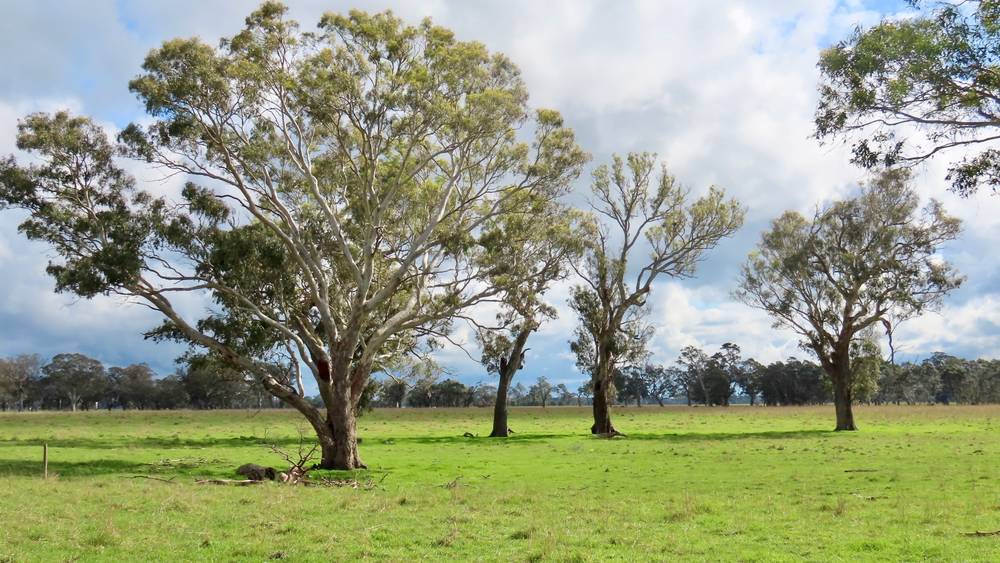 3897 Casterton Penola Road, Penola, SA 5277