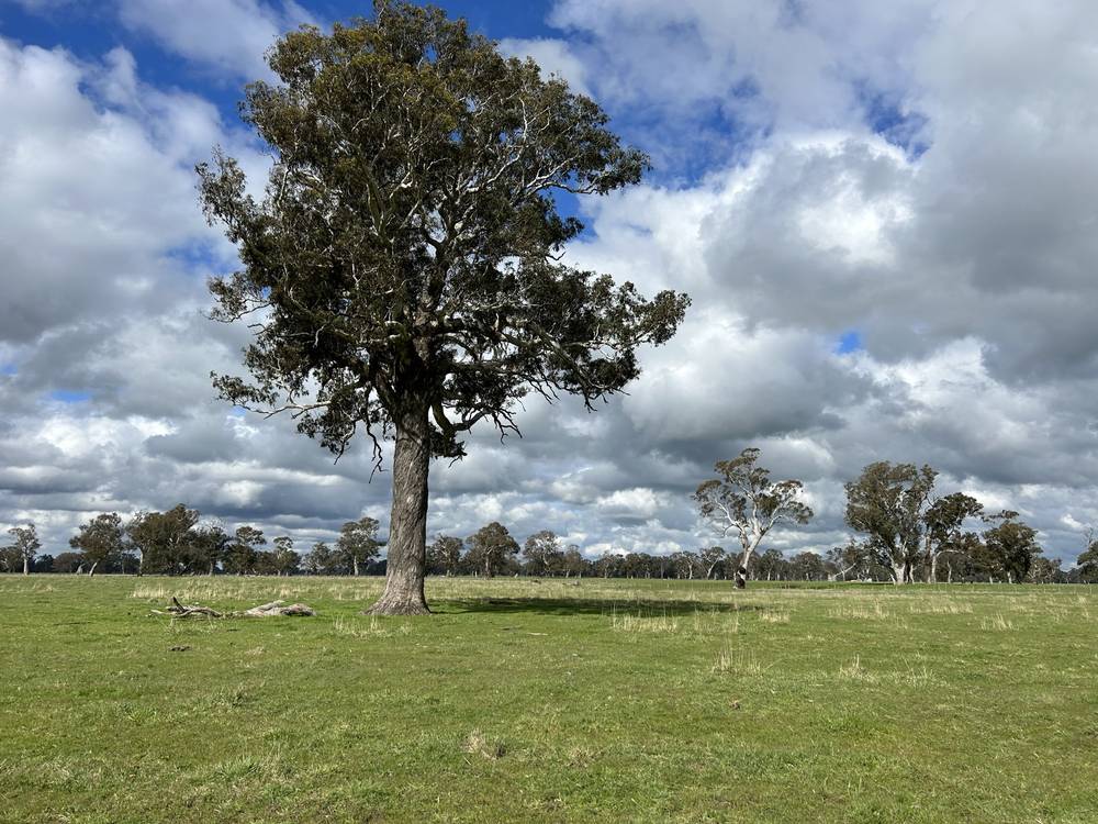 3897 Casterton Penola Road, Penola, SA 5277