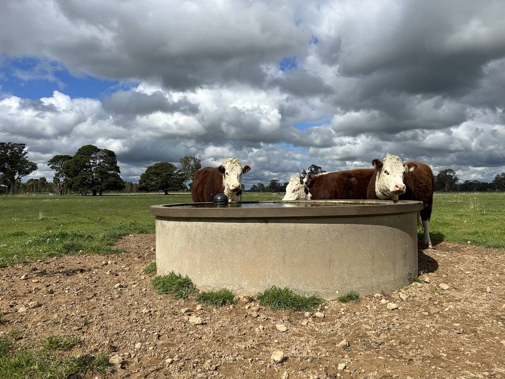 3897 Casterton Penola Road, Penola, SA 5277
