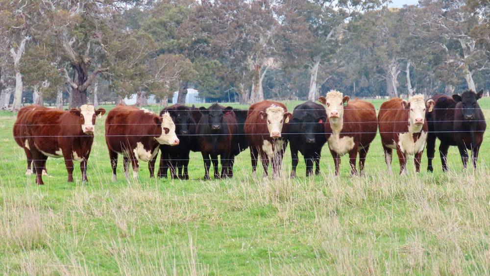 3897 Casterton Penola Road, Penola, SA 5277