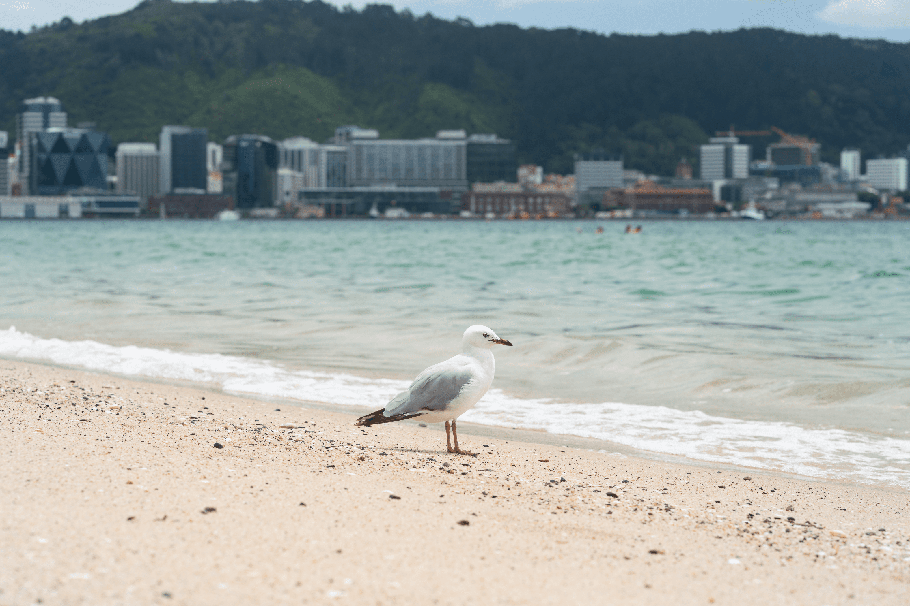 1B/236 Oriental Parade, Oriental Bay, Wellington 6011