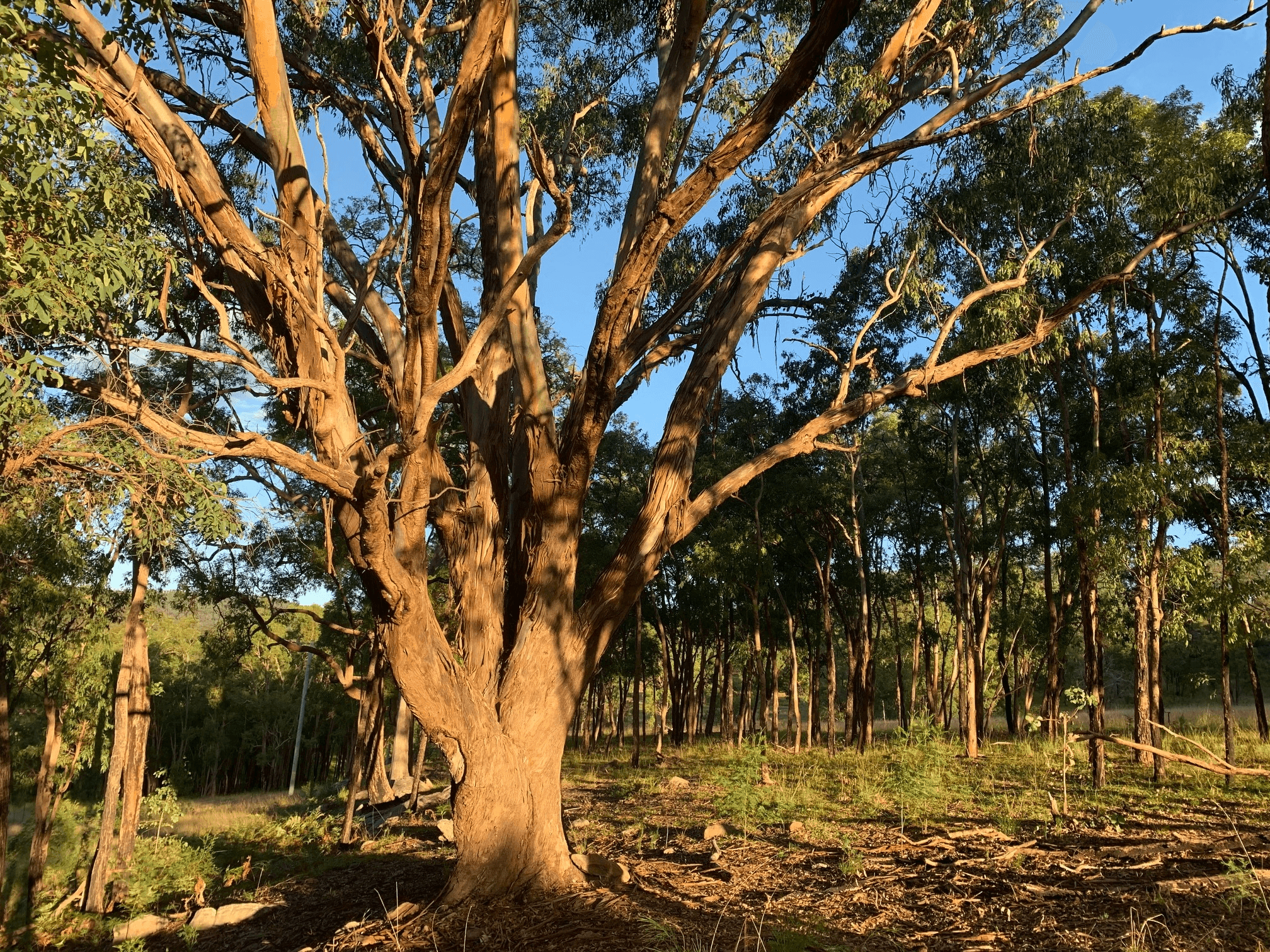 Lot 17 Putty Road, Howes Valley, NSW 2330