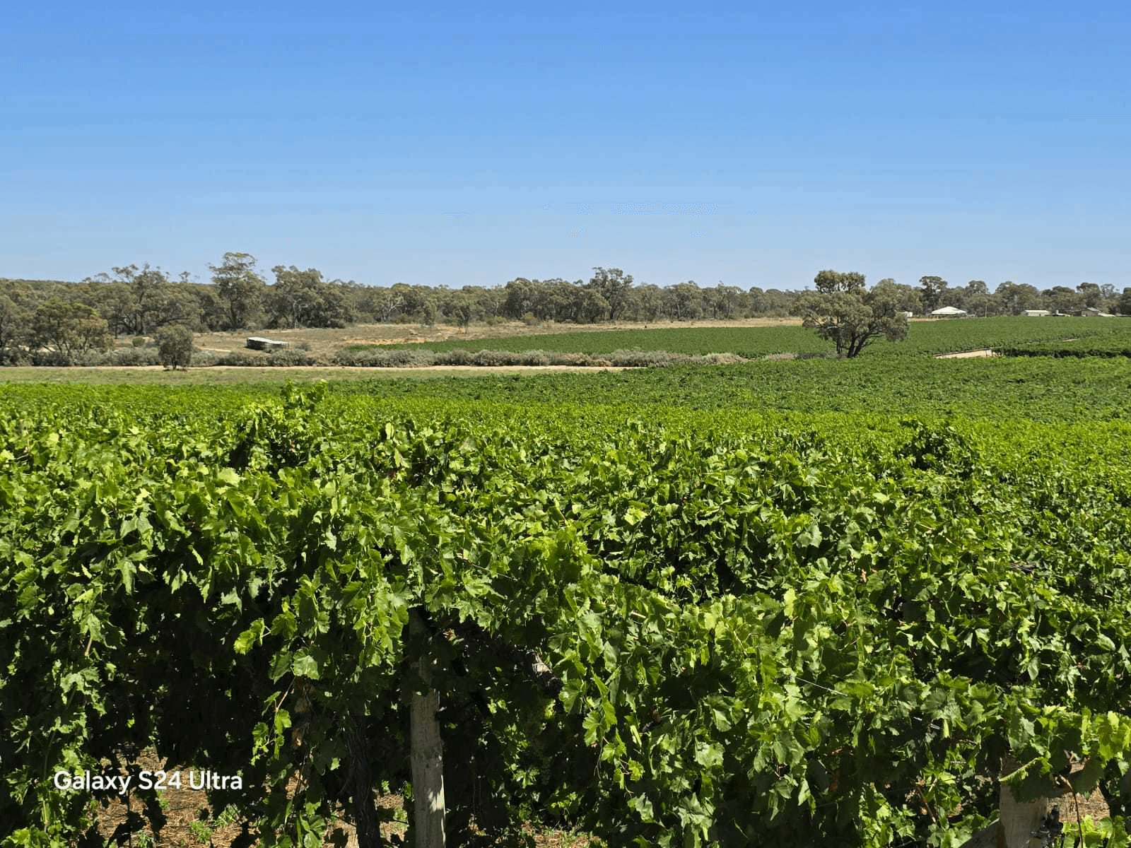 Claxton Road, Cadell, SA 5321