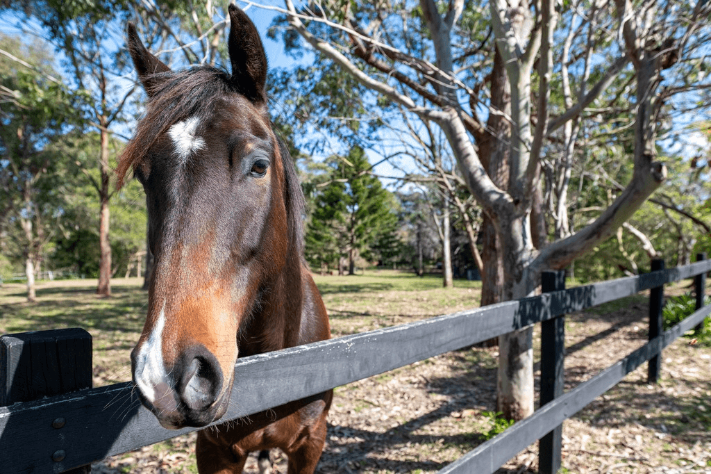 Lot 186 Cooyong Road, TERREY HILLS, NSW 2084