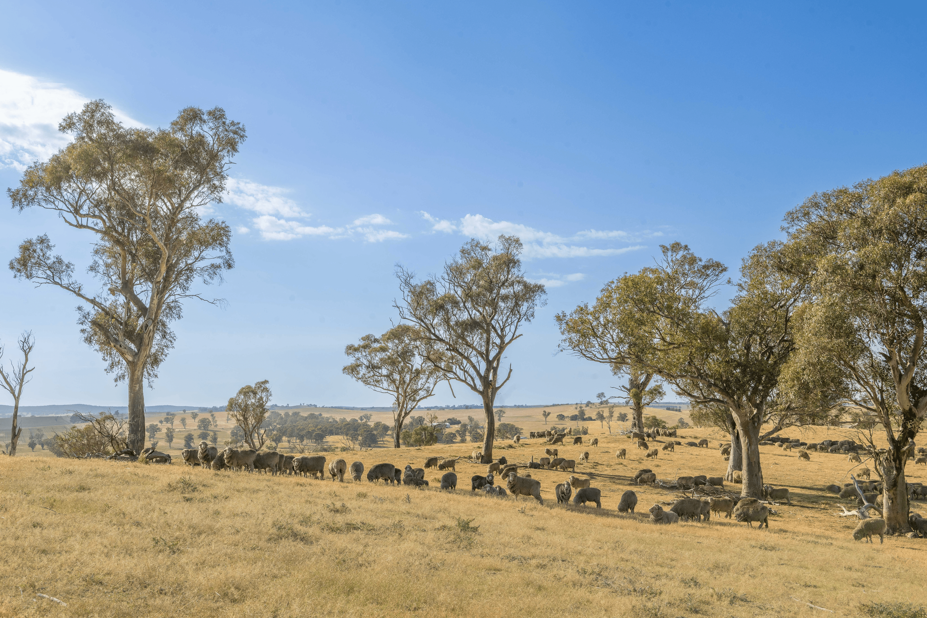 Lot 167 Hartfield Road Barwang via, Young, NSW 2594