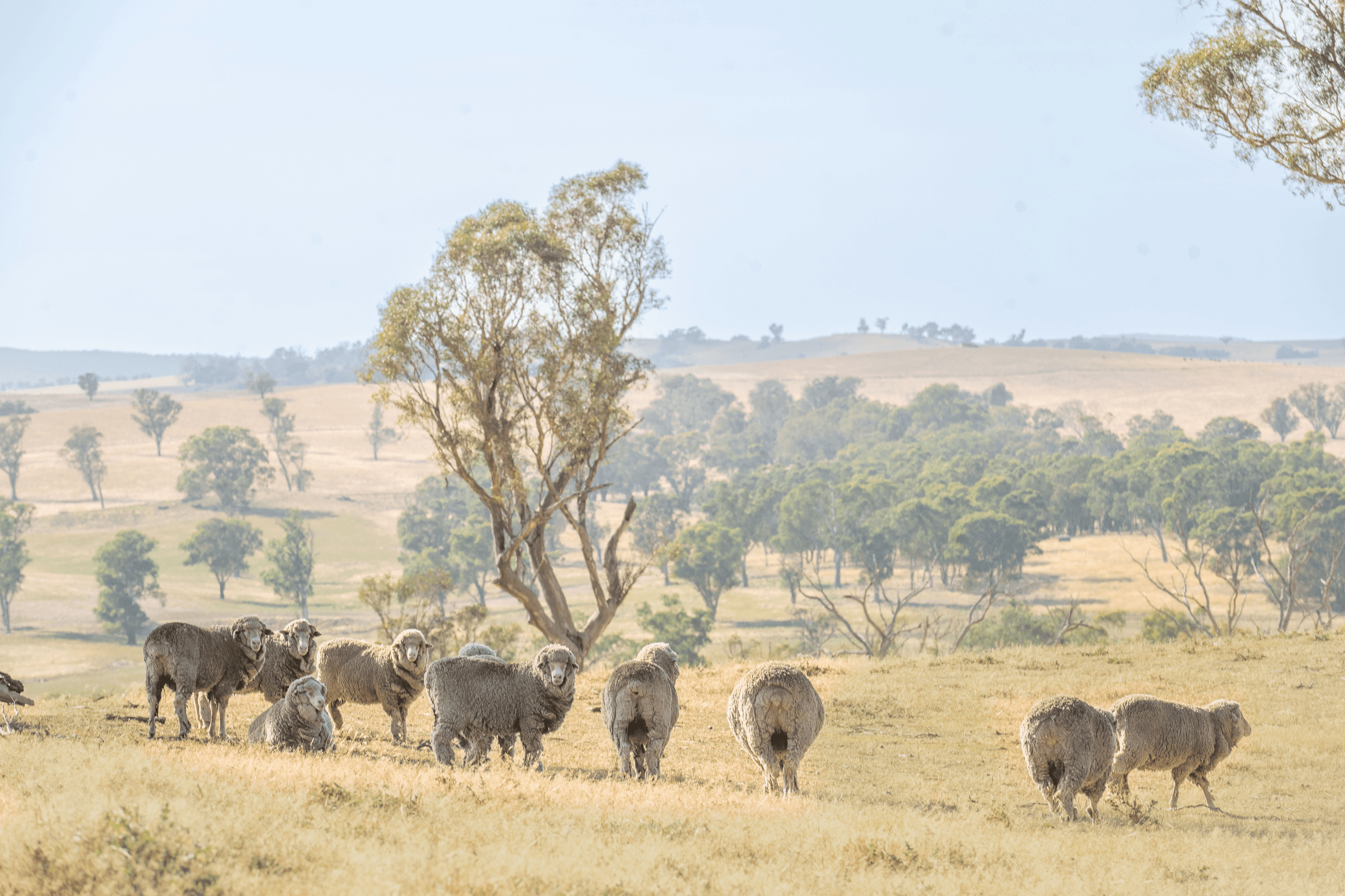 Lot 167 Hartfield Road Barwang via, Young, NSW 2594