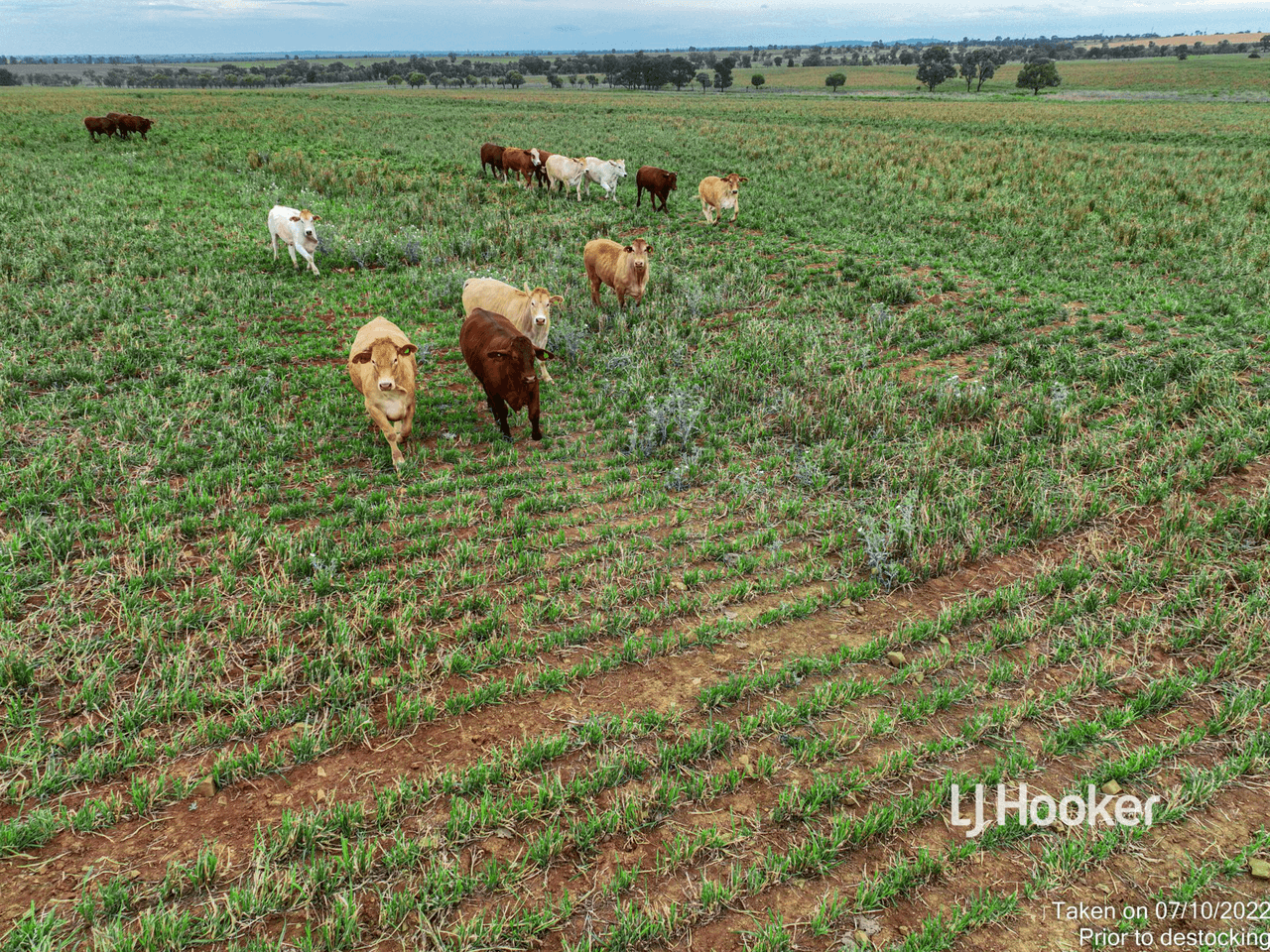 1408 "Bindango" - Bindango Road, ROMA, QLD 4455