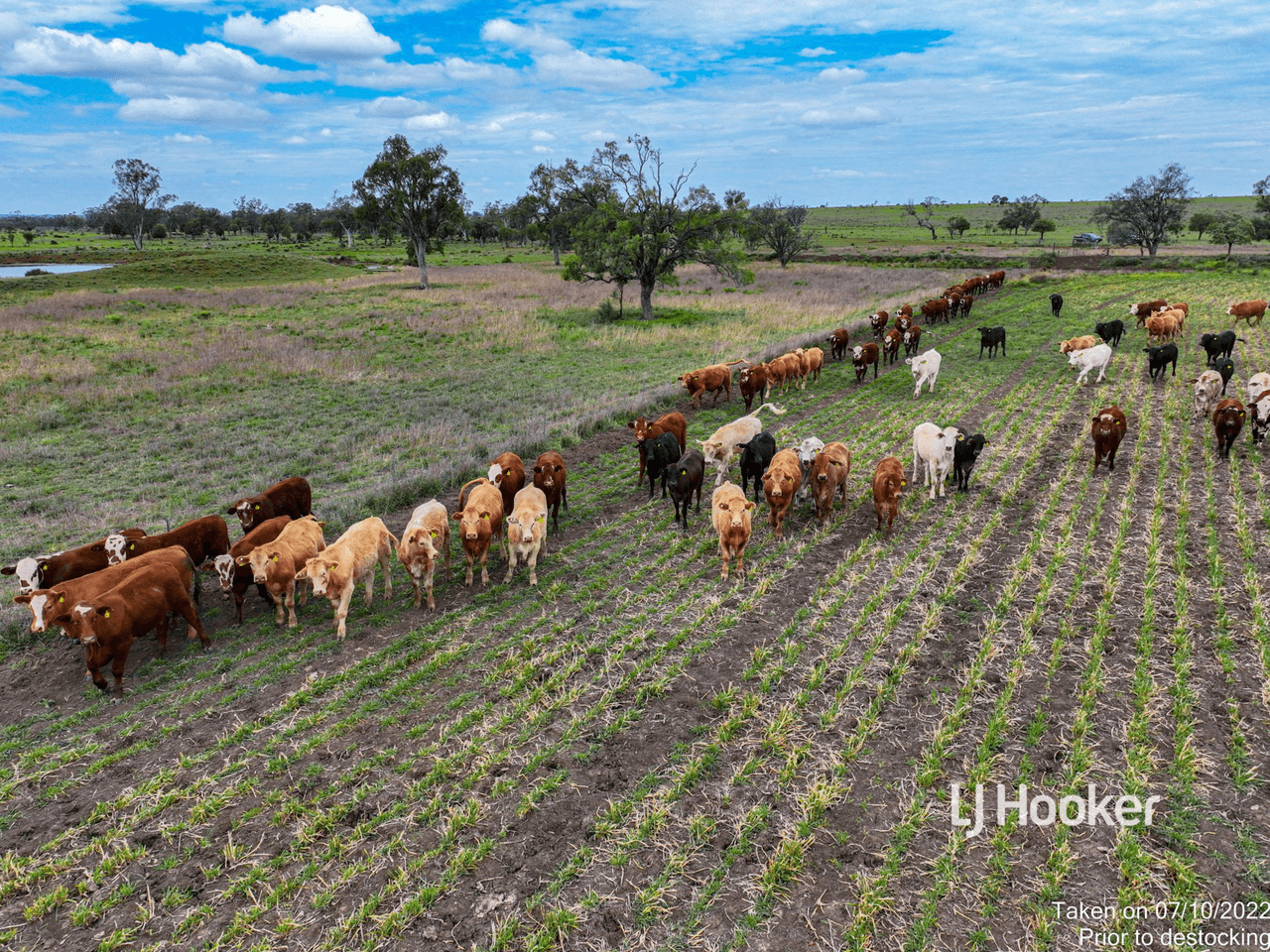 1408 "Bindango" - Bindango Road, ROMA, QLD 4455