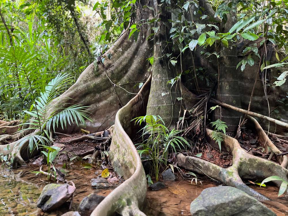 173 BOYETT ROAD, MISSION BEACH, QLD 4852