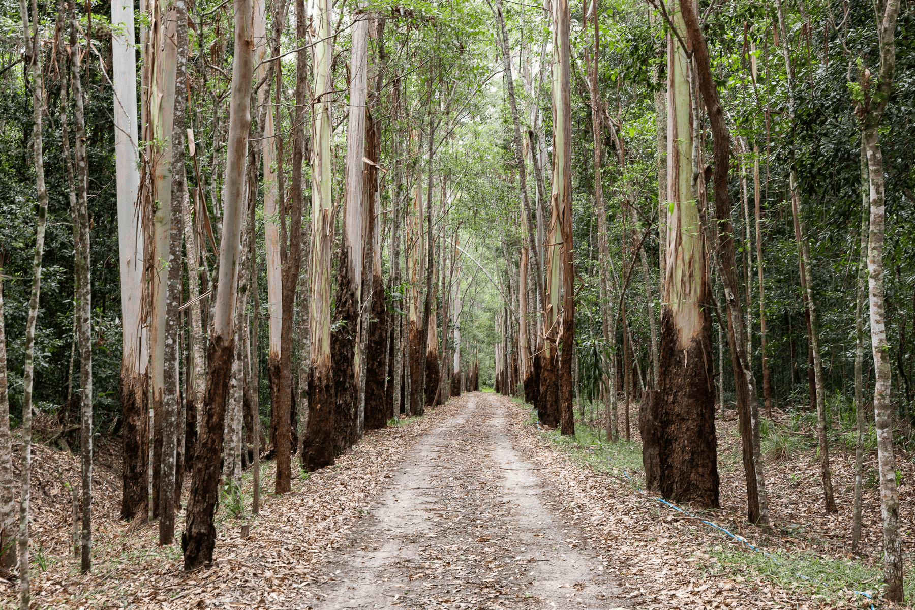 49 Kildeys Road, COOTHARABA, QLD 4565