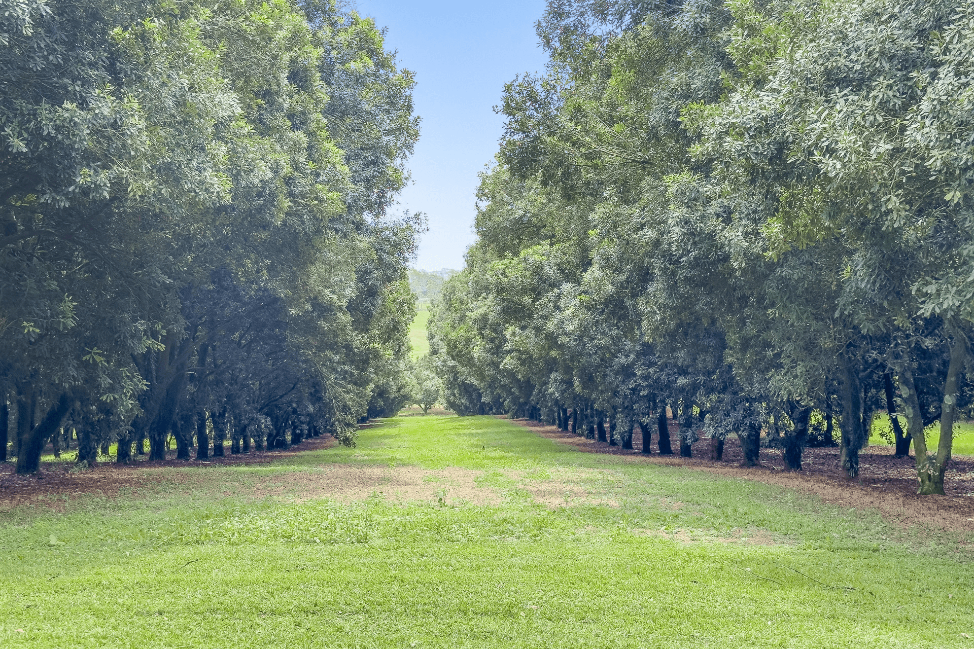410 Houghlahans Creek Road, Fernleigh, NSW 2479