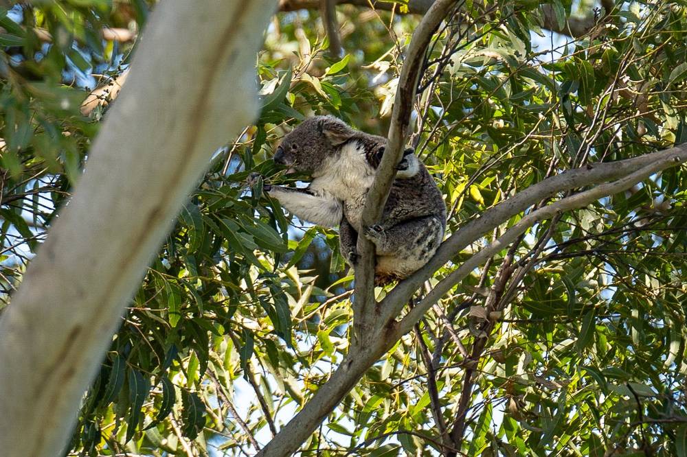 112 INVERCAULD ROAD, GOONELLABAH, NSW 2480