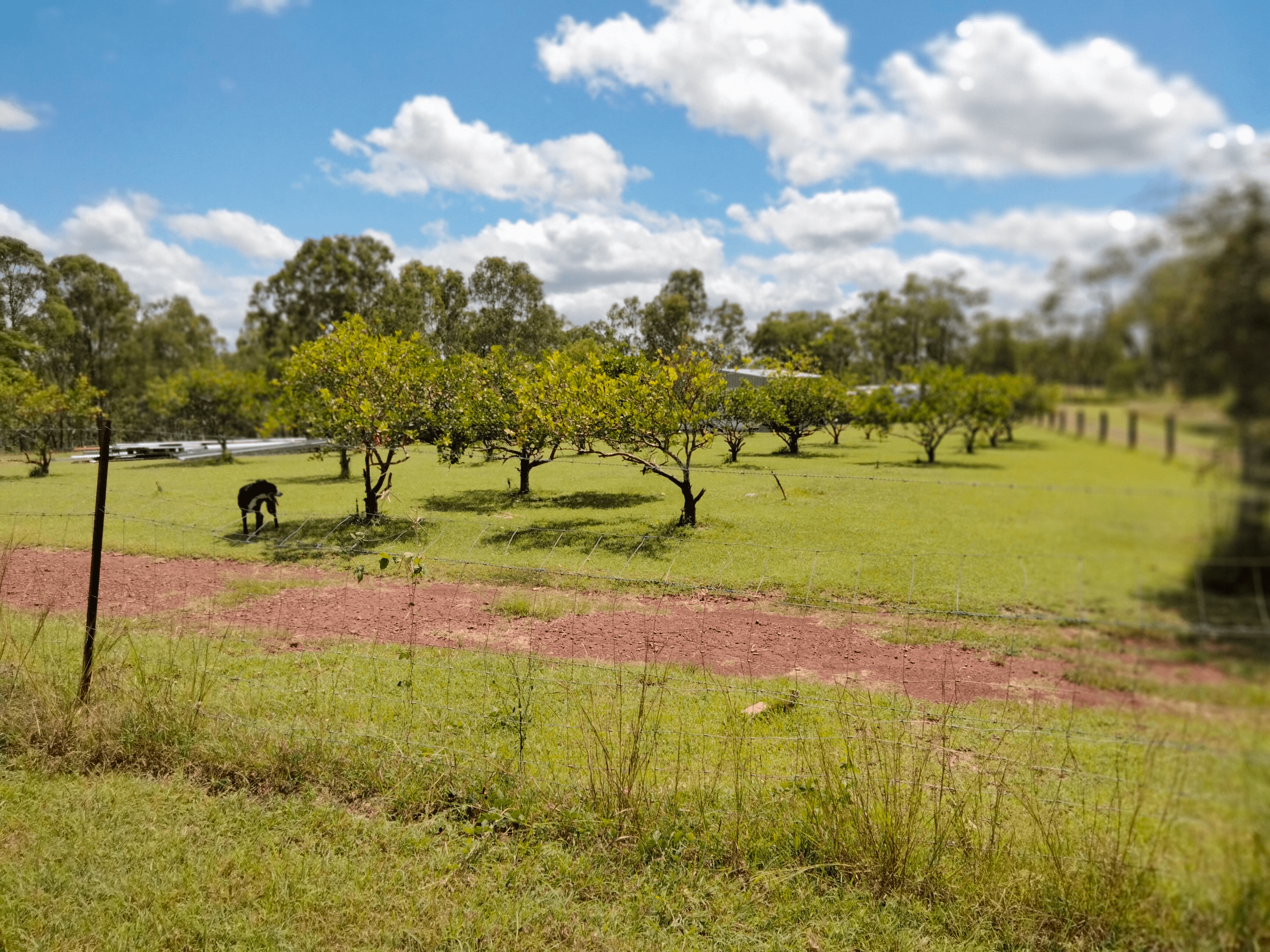 83 Hofsetter Road, MORGANVILLE, QLD 4671