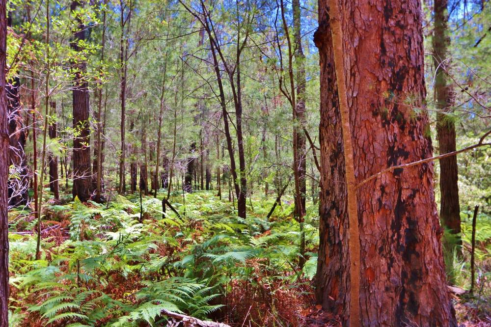 66 Hardakers Road, PAMBULA, NSW 2549