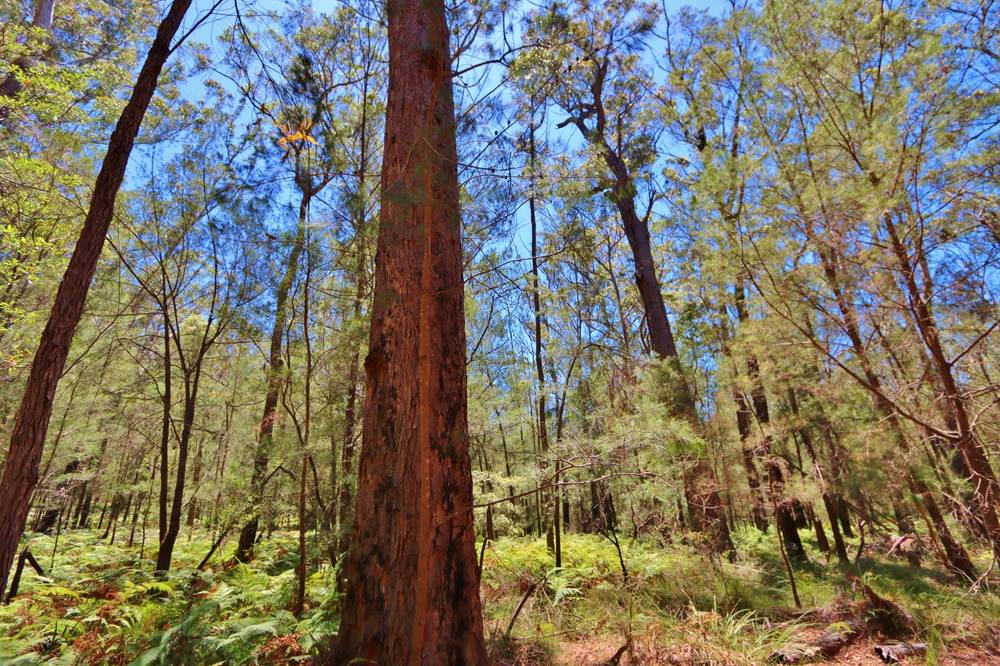 66 Hardakers Road, PAMBULA, NSW 2549