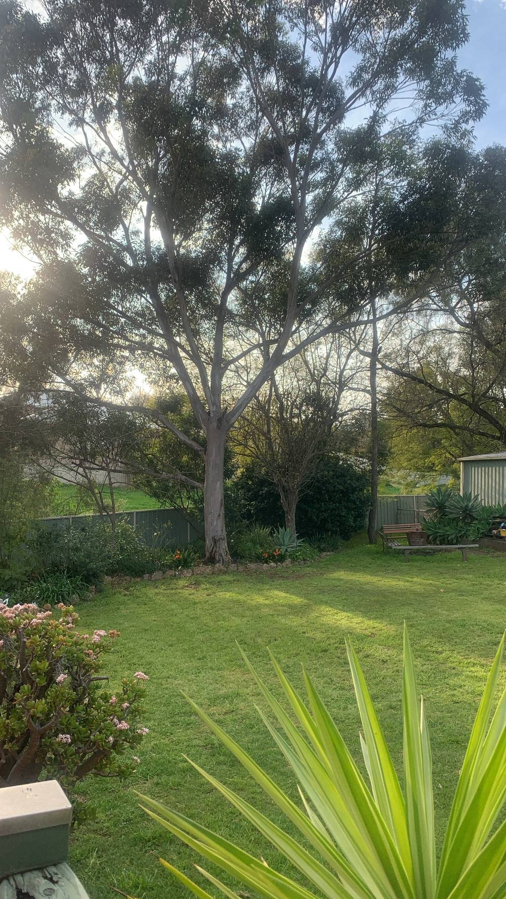 60 Cousins Street, MUSWELLBROOK, NSW 2333