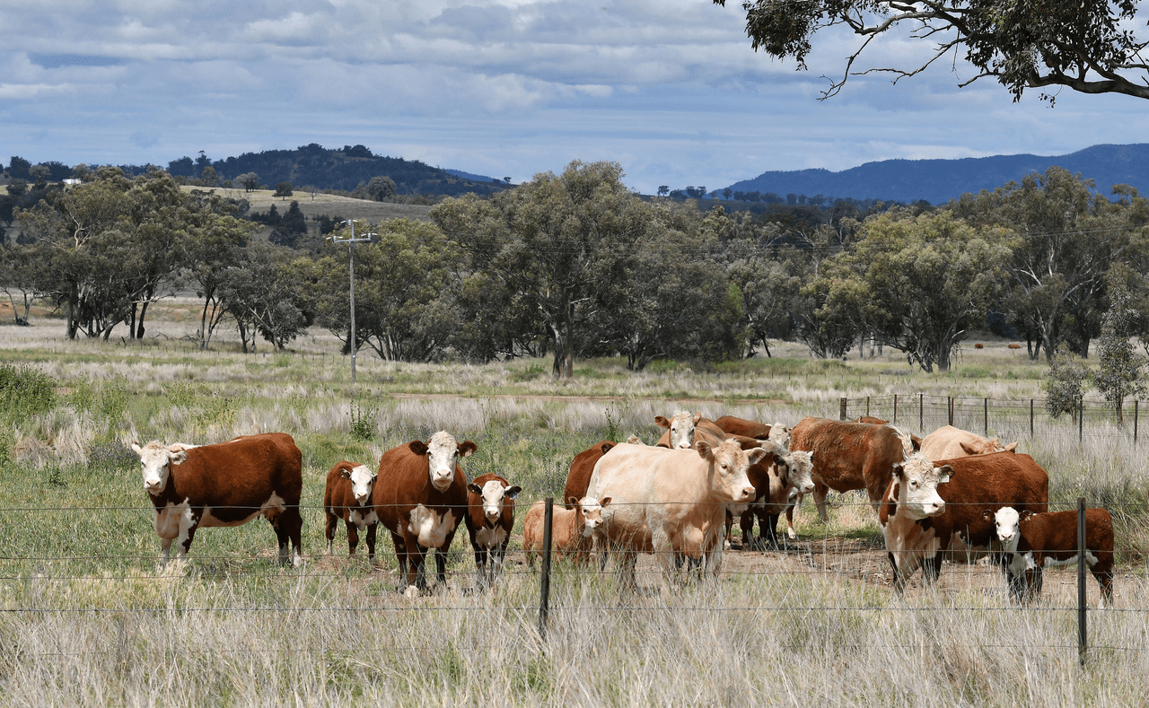 2629 Rangari Road, MANILLA, NSW 2346