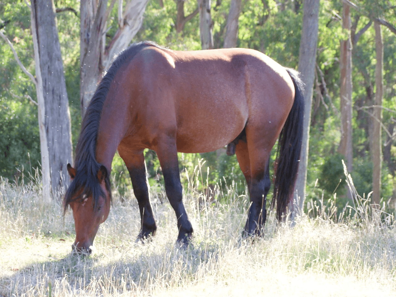 414 Elliott Way (Lot 8), TUMBARUMBA, NSW 2653