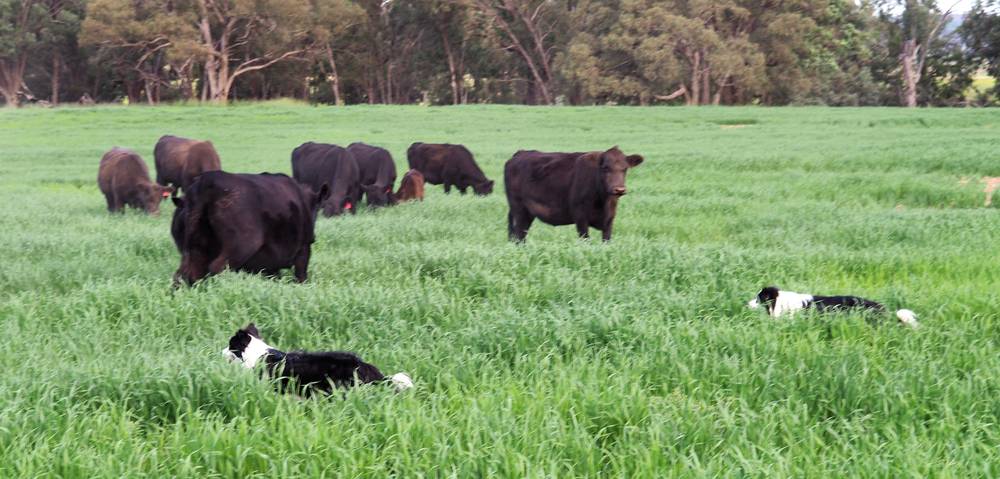 204 Uamby Road, Gulgong, nsw 2852