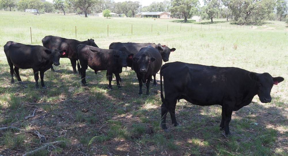 204 Uamby Road, Gulgong, nsw 2852