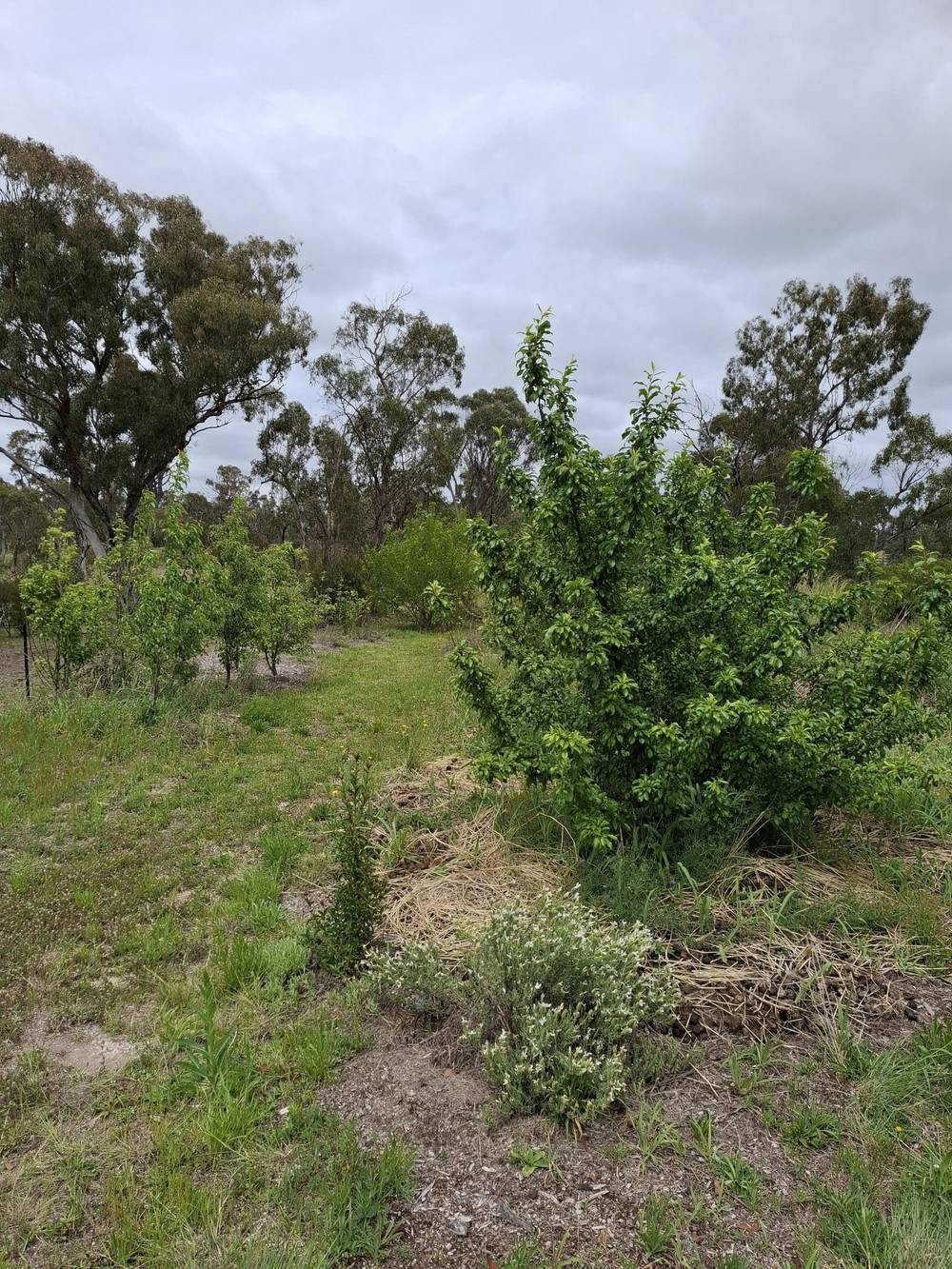 2B Britannia Street, Stanthorpe, QLD 4380