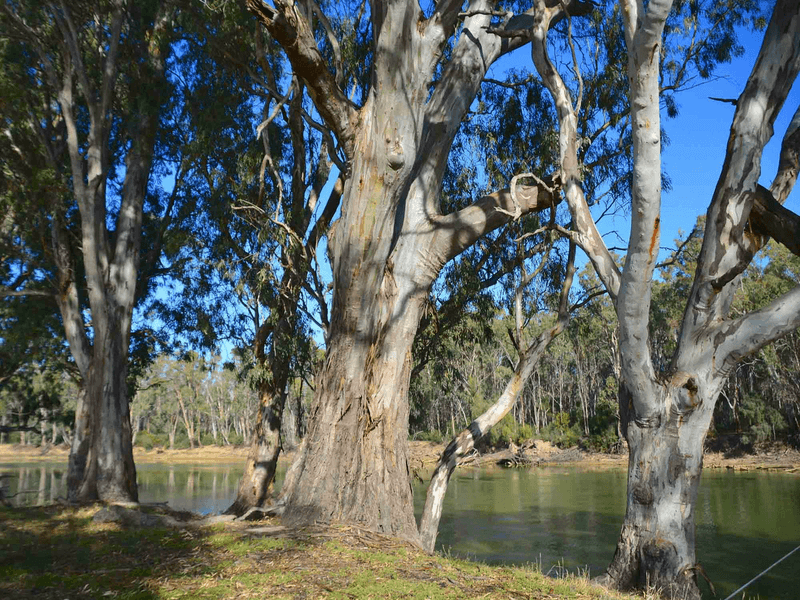 "River Estate" Riverview Drive, Barham, NSW 2732
