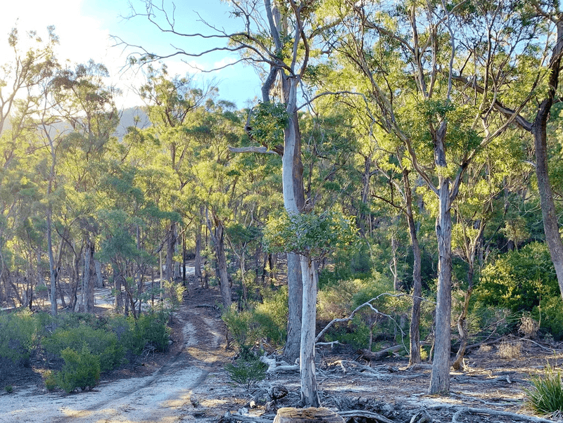 Lot 1 Leona Rd, AVOCA, TAS 7213