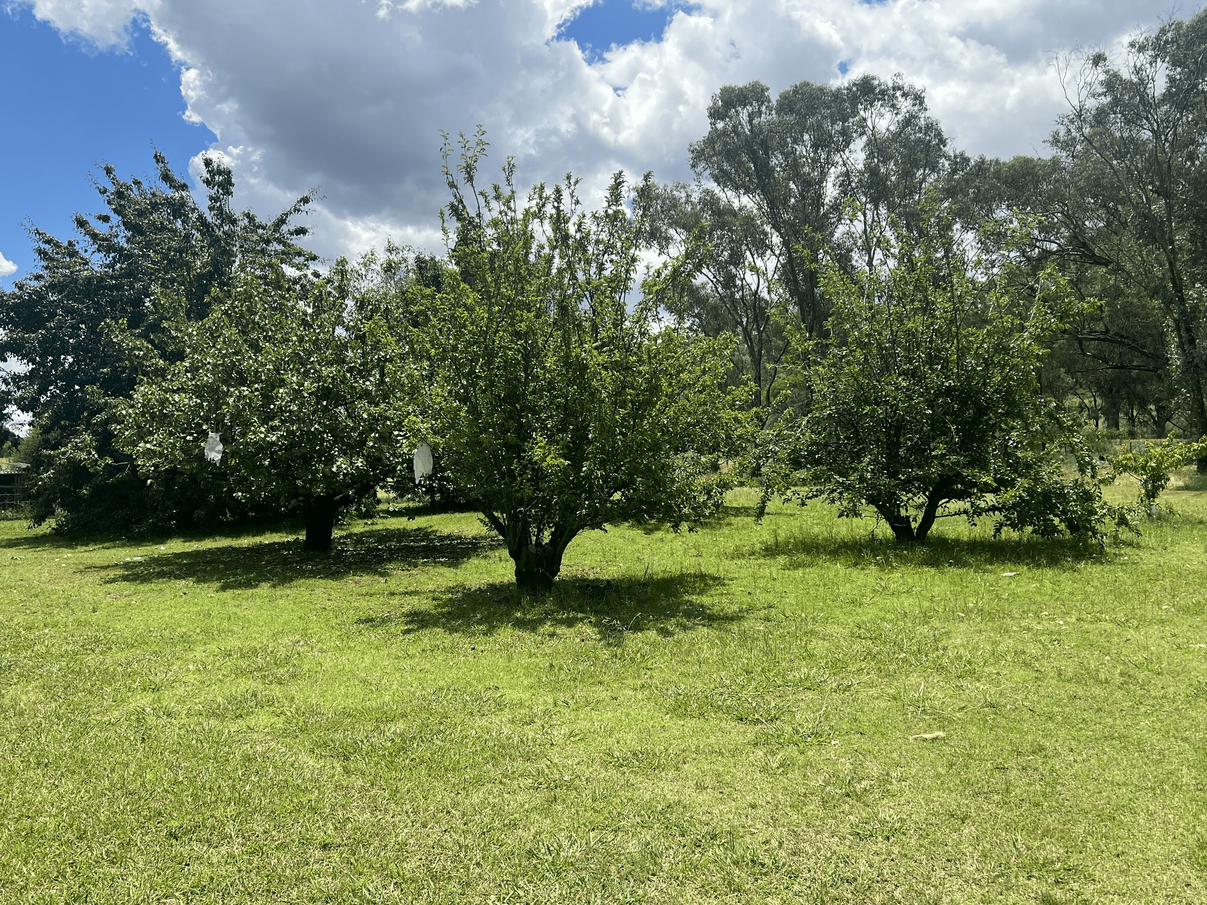 95 Copeton Dam Rd, Inverell, NSW 2360