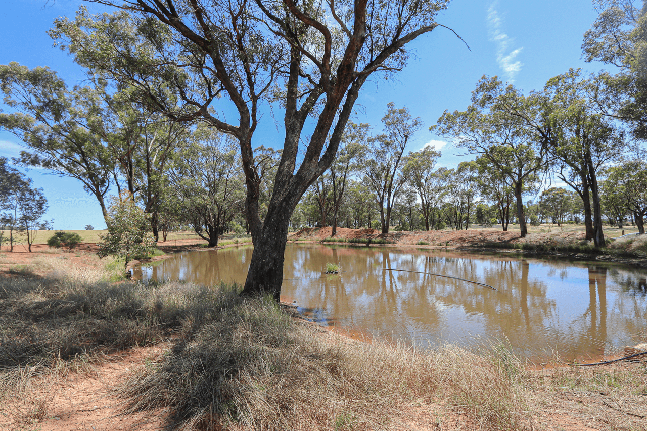 1951 Alleena Road, ALLEENA, NSW 2671