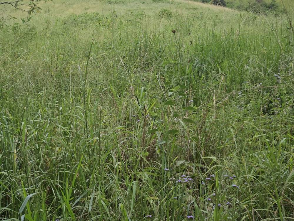 113 Antimony Road, NEERDIE, QLD 4570