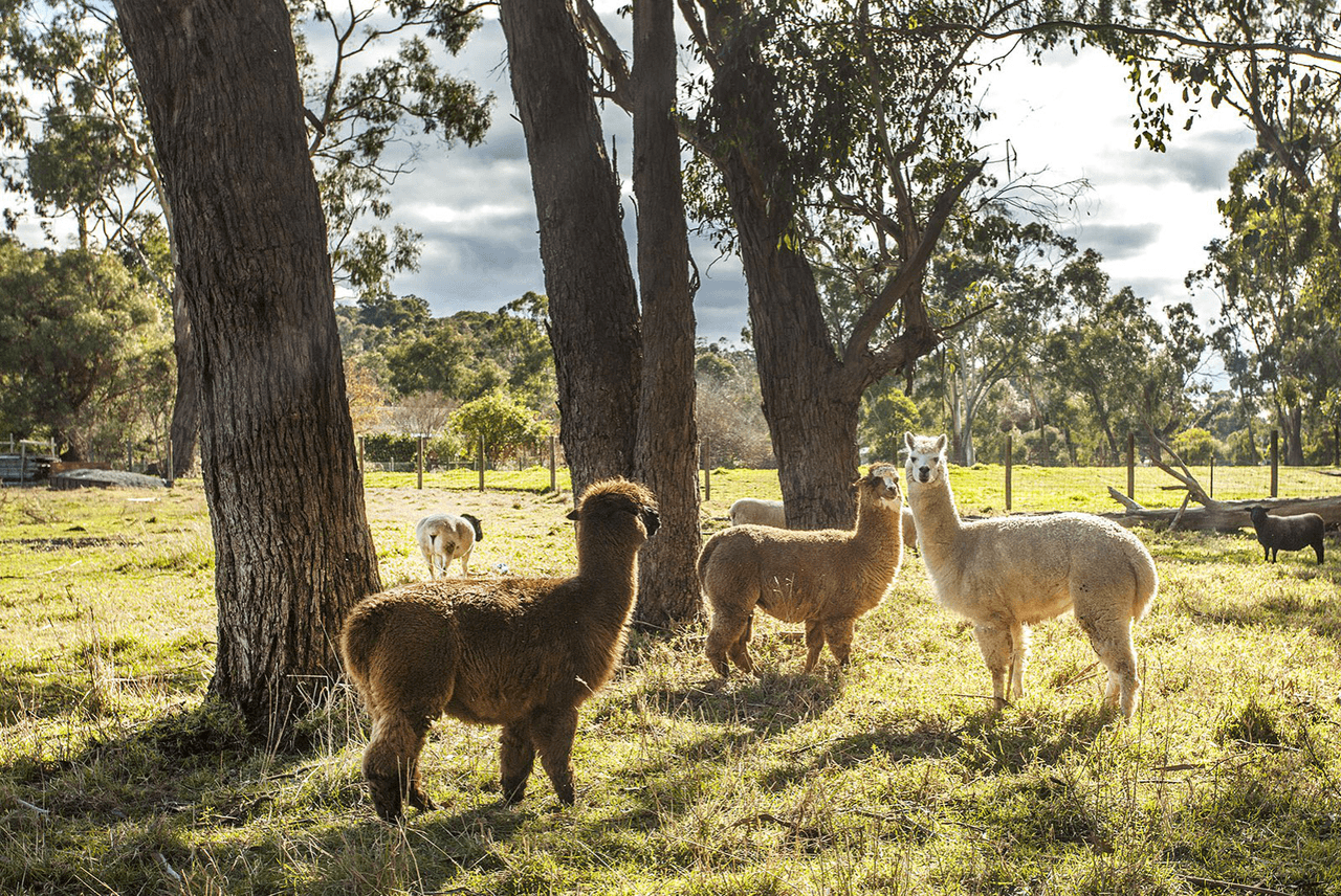 22 Brushy Park Road, WONGA PARK, VIC 3115