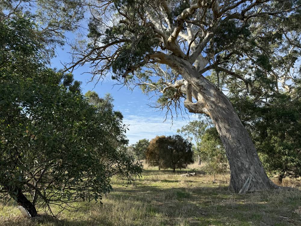 Lot 104 Dergholm Road, Penola, SA 5277