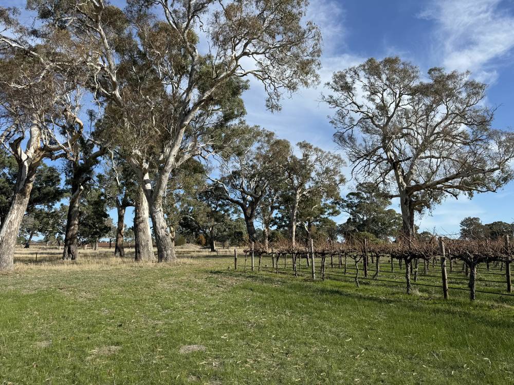 Lot 104 Dergholm Road, Penola, SA 5277
