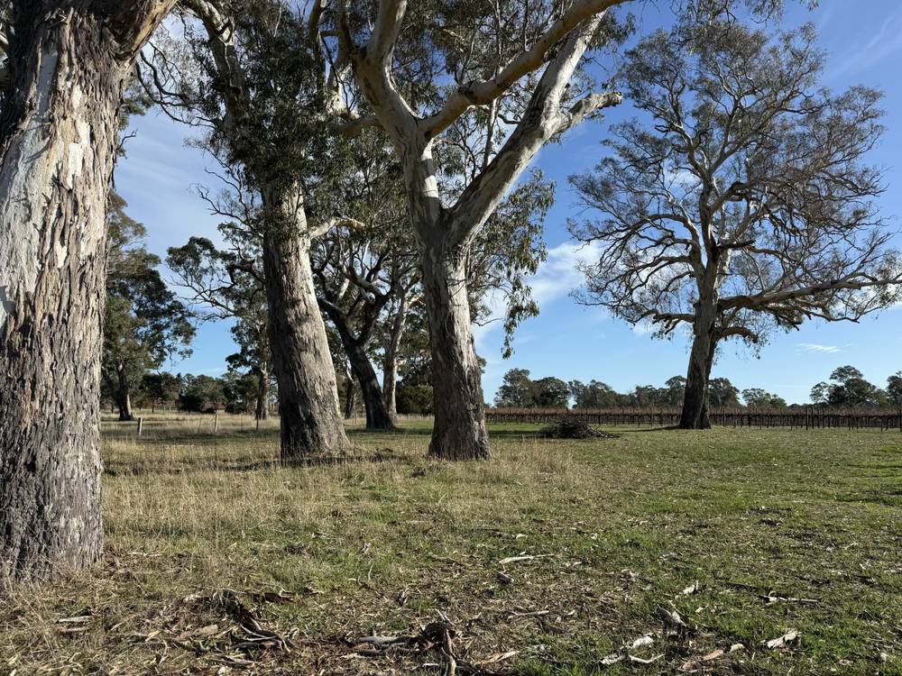Lot 104 Dergholm Road, Penola, SA 5277