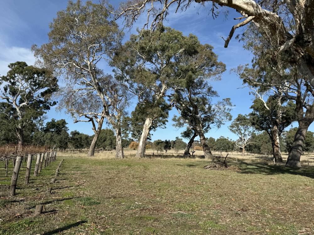 Lot 104 Dergholm Road, Penola, SA 5277