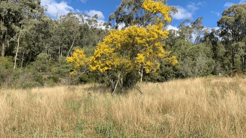 532 Thunderbolts Road, Boggabri, NSW 2382