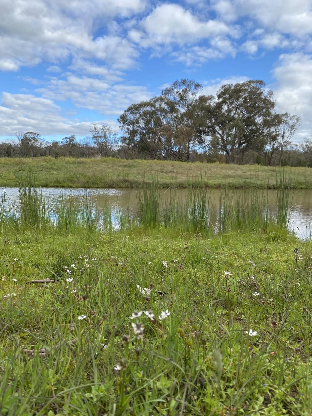 237 East Minalty Lane, CURRA CREEK, NSW 2820