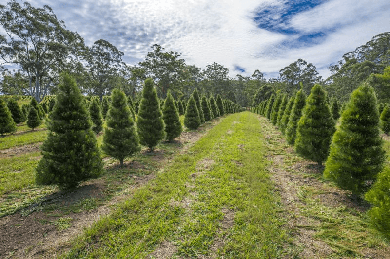 49 Kings Ridge Forest Road, CORAMBA, NSW 2450