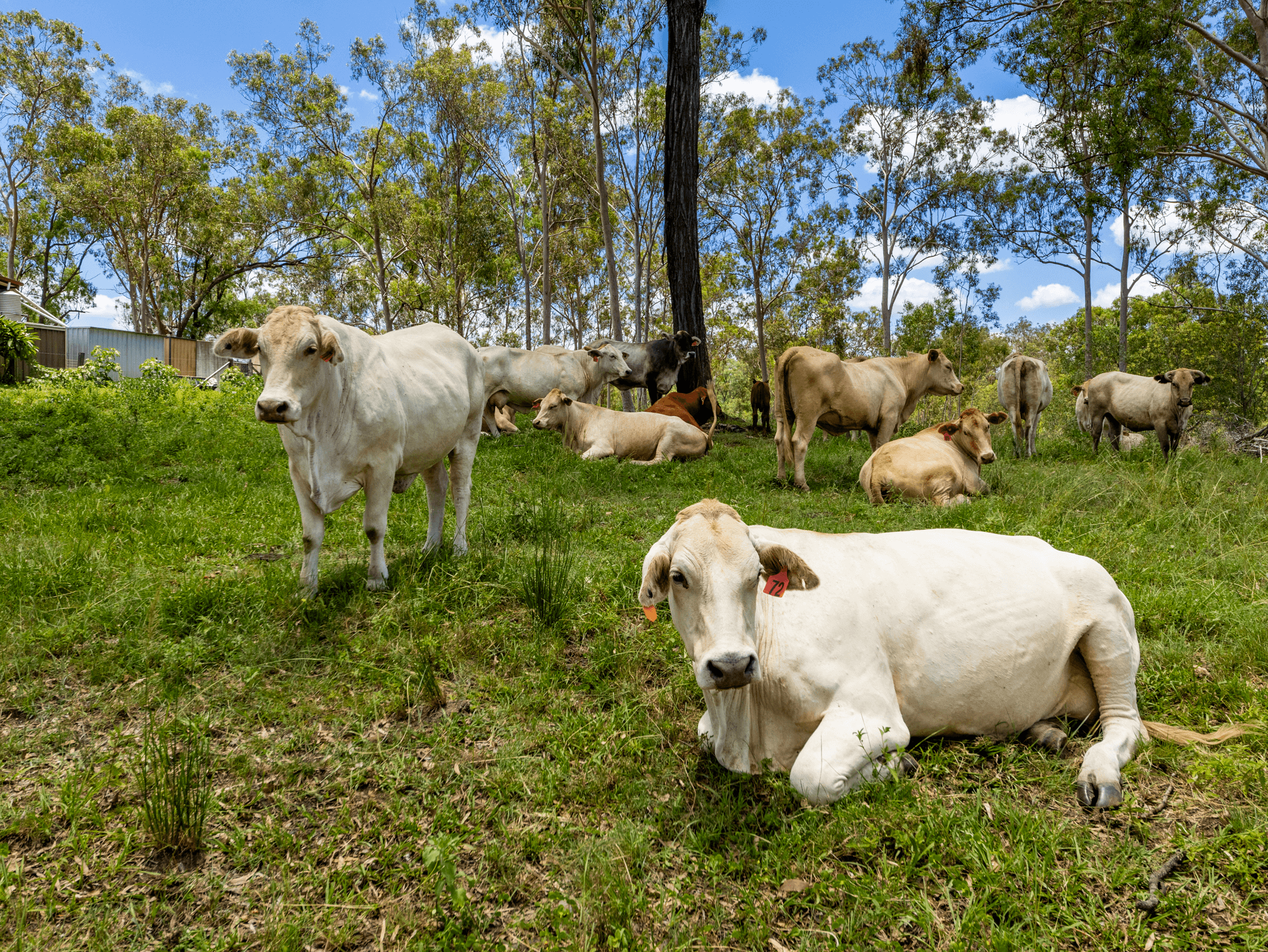 10 Moolboolaman Road, MOOLBOOLAMAN, QLD 4671