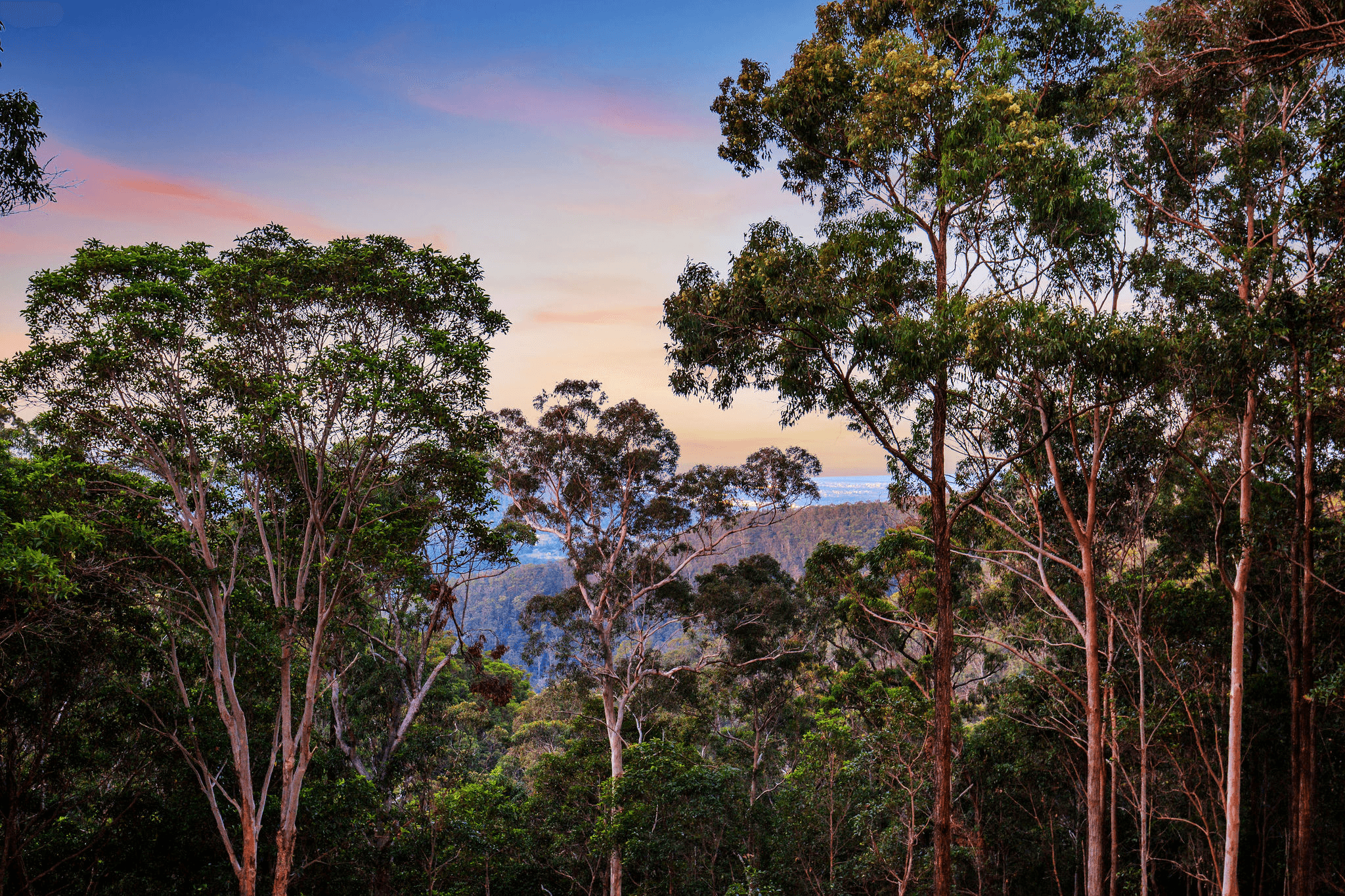 7 Tabor Drive, TAMBORINE MOUNTAIN, QLD 4272