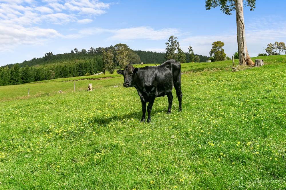 37 Clugstons Road, Gormandale, VIC 3873