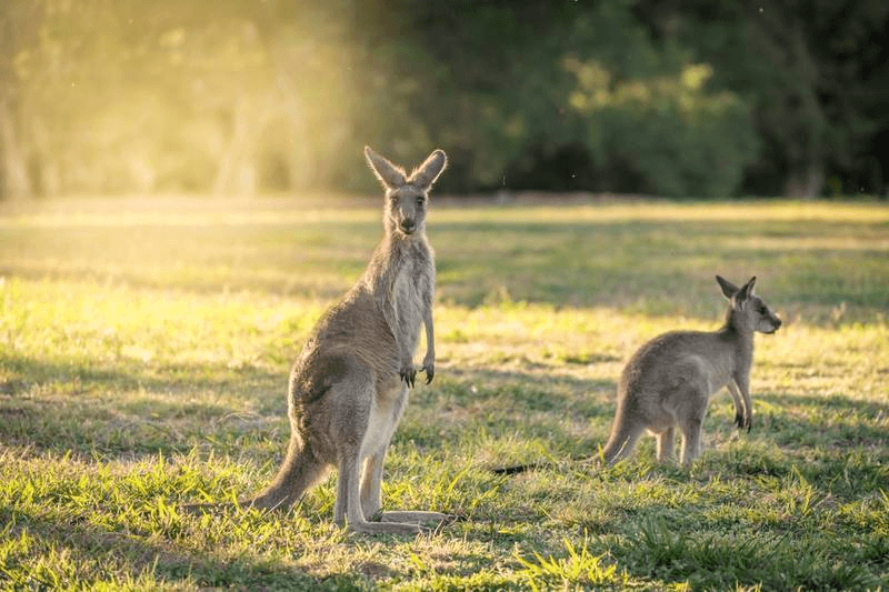 Lot 809 Watagan Rise, PAXTON, NSW 2325