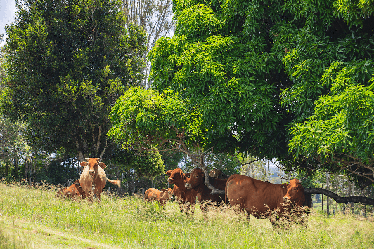 1 Frayne Road, AMAMOOR, QLD 4570